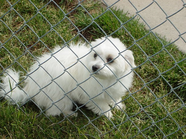 Motelにいた、かわいぃ〜ワンちゃん★かわいいでしょぉ〜？？