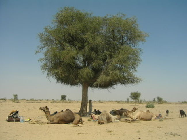大きな木の下でランチタイム。