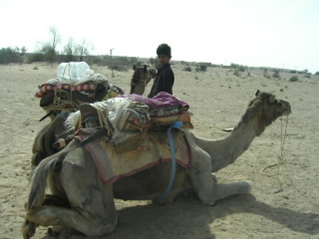 服従姿勢のらくだ。荷を詰まれているところ。