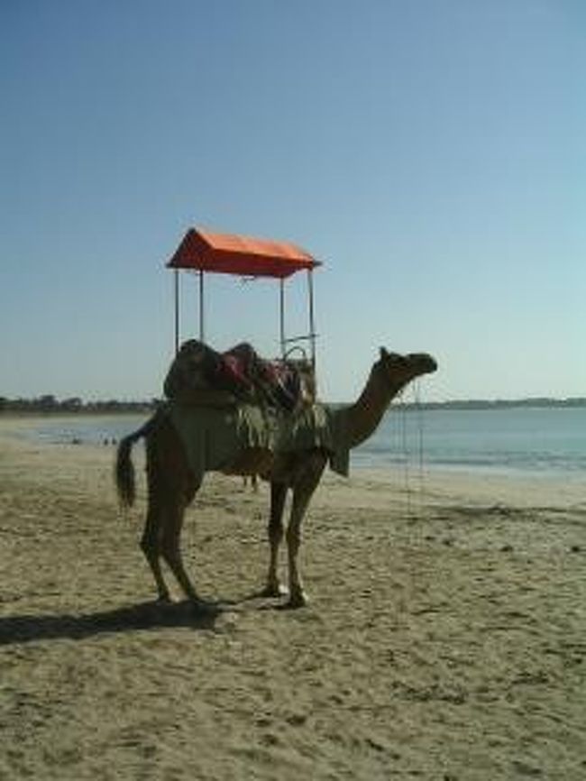 ビーチにらくだが...