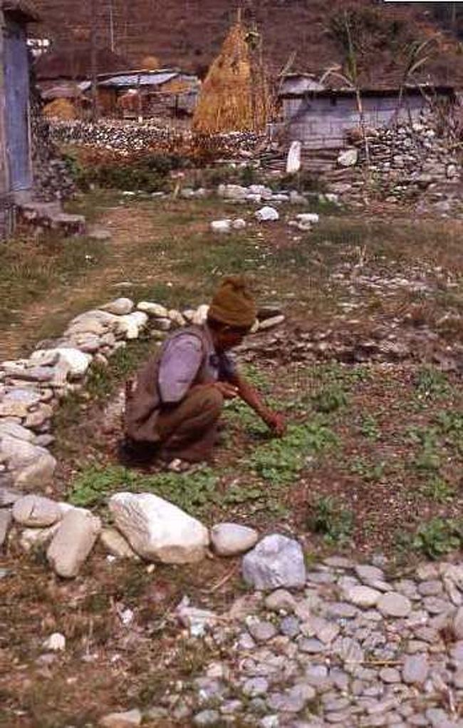 私とわかれた後、またプチプチ草を取っていました。