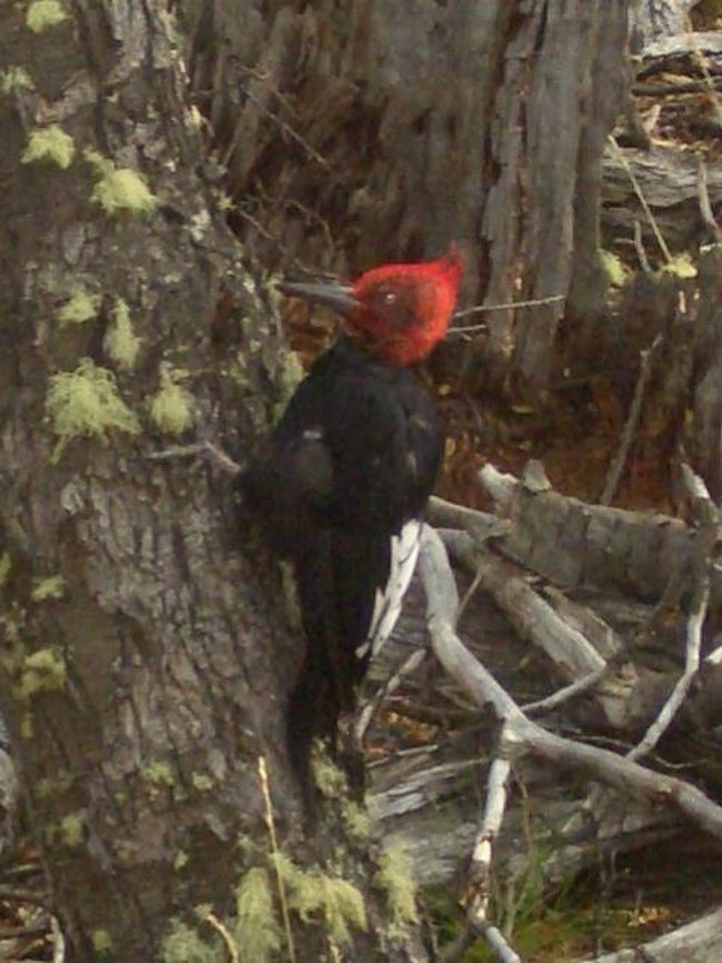 キツツキ<br />パタゴニアではあまり野生の動物を見ることができなかったが、幸運にもこの鳥だけは写真に取ることができた。