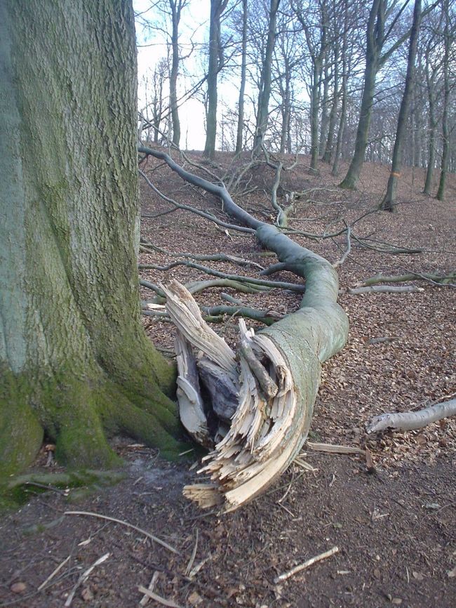 １月の嵐によるものでしょうか。ねじりきれているのは…