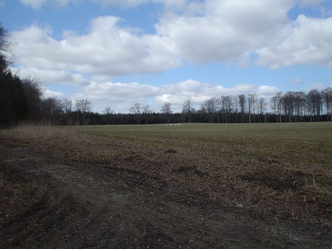 カメラにズームがないのでこんなのしか撮れません。