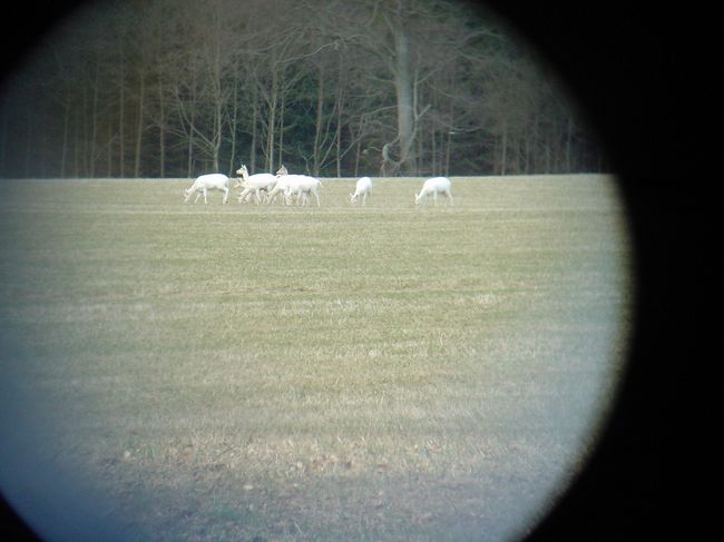 本意ではないが双眼鏡に押しつけての撮影。牛や山羊ではありません。