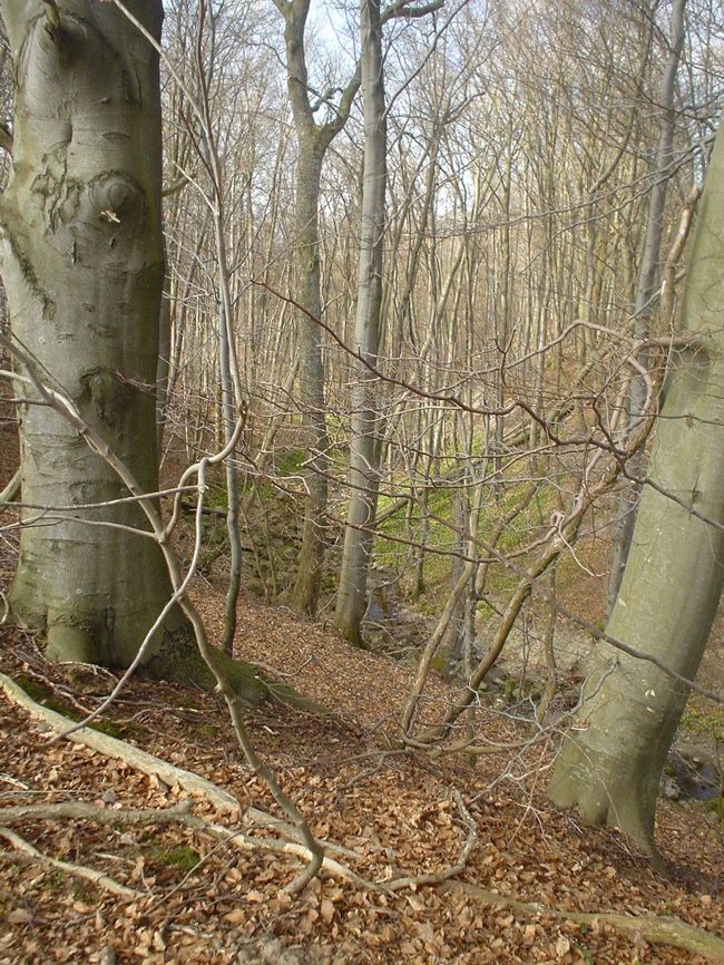 ここはRolsbargaの少し南の自然保護区なんだけど、すごく良いです。Skaneの地図にもちゃんと記載されていません。普通に１５ｋｍ以上歩ける人は別ですが、５ｋｍ以下でスコーネの自然を味わうには、すごくいいところだと思います。