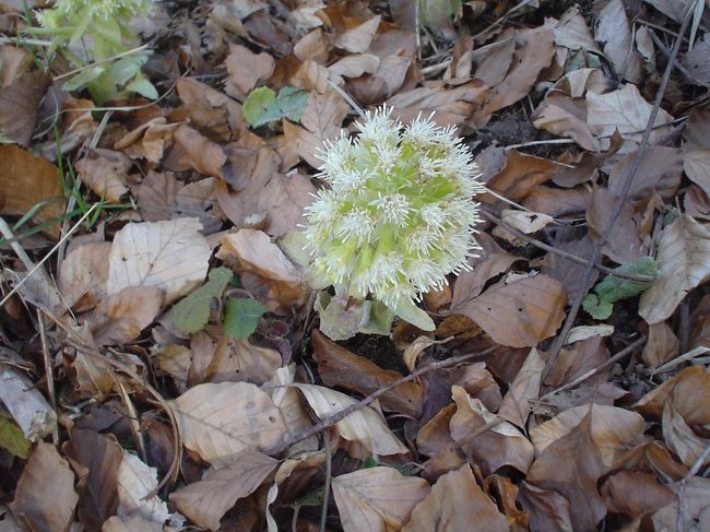 スウェ的ふきのとう。多分スウェ人は食べないと思う…