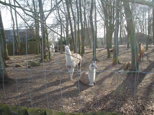 リャマ？　アルパカ？？？？