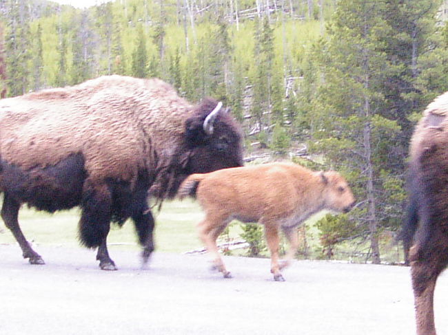 親子のバファローです。子供は色が薄いんだねっ♪