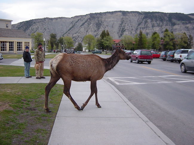 道を横断しようとするシカさん！！