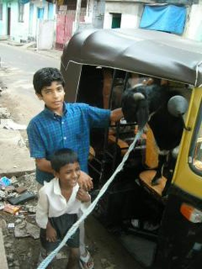 ヤギが運転手のオートリキシャ！