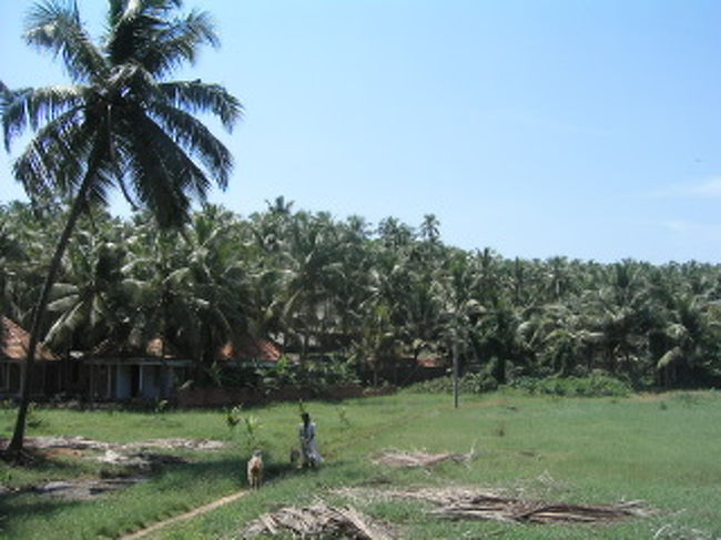 食堂の裏。どこもかしこもヤシの木。<br />ときどき枝が落ちる音や、どすっと実が落ちる音が。<br />実に当たったら即死？かなり怖い。