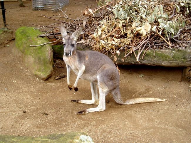 タロンガ動物園