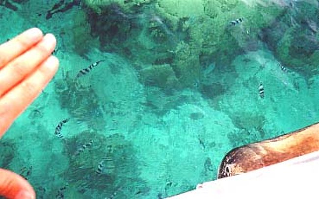 桟橋の横から海を見ると、エメラルドグリーンの水にたくさんのお魚が泳いでいるのが見えた。（スタッフの方がパンを投げてお魚を集めてくれた）