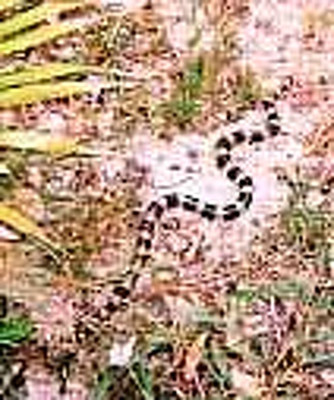 島につくといきなり猛毒のあるウミヘビくんが出迎えてくれた。このトリコ・レイエという蛇は臆病ものらしく、皆が上陸したのであわてて逃げていた。（後にシュノーケリング中に水中でも遭遇したけれど、その時もすごい勢いで逃げられた）