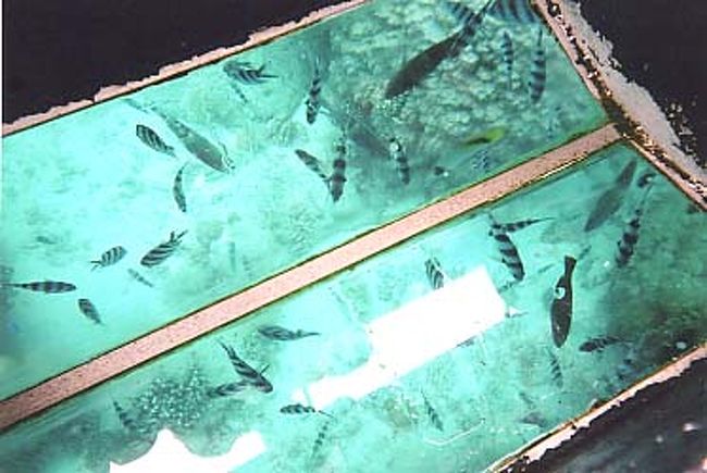 ここでのアクティビティーはすべてツアー代金に含まれているので（灯台見学とシュノーヶリングセットのレンタルだけは有料）好きなものに好きなだけ参加しても追加料金は発生しない。<br /><br />まずはグラスボートに乗る。