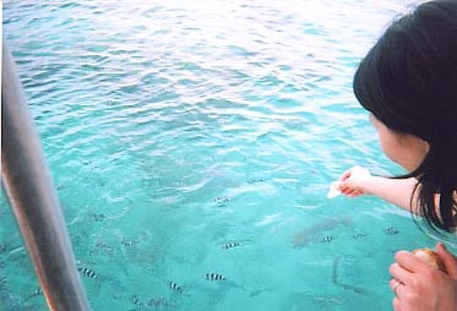 ボートの上からパンをあげると、魚が集まって来ててすごい音をたててパンを食べる・・・<br /><br />ここではボートを止めてくれて、シュノーケリングで水の中を見ることもできる。