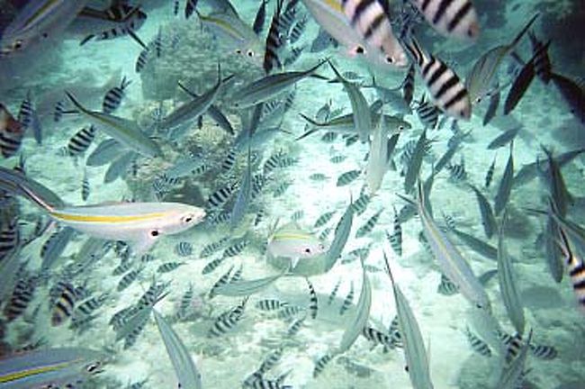 水の中はこんな感じ！<br /><br />足がつかない深さであるのと、あまりに魚が多いのとで少しこわくて私は水に入らなかった。（旦那が撮影）<br /><br /><br />