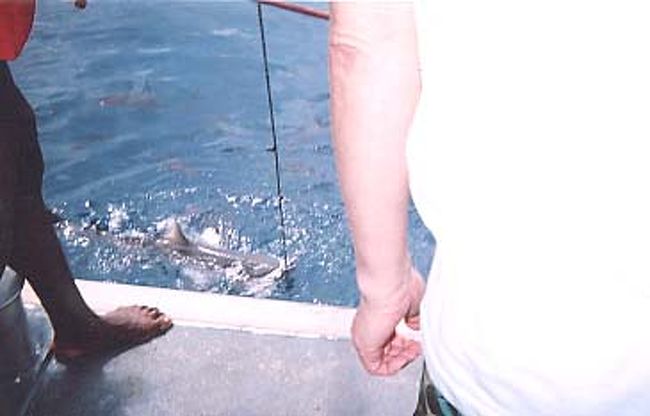 スタッフさんが魚の切り身を投入すると、サメが群がる。サメの餌付けを見ることができる。