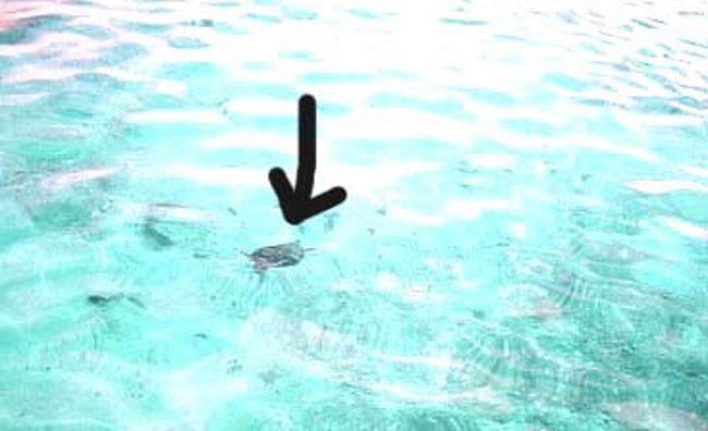 アメデ島までの帰りのルートでは水面がキラキラ光って3メートルある海底まで透けている美しい海がみられて感激！！旦那も「こんなにキレイな海の色は初めて見た〜」と喜んでいた。<br /><br />ウミガメものーんびり泳いでた。水の中にもぐってしまったのでカメが小さくてわかりづらいが（矢印）、使い捨てカメラでも水中にいるカメもしっかり写る水の透明度はすごい。