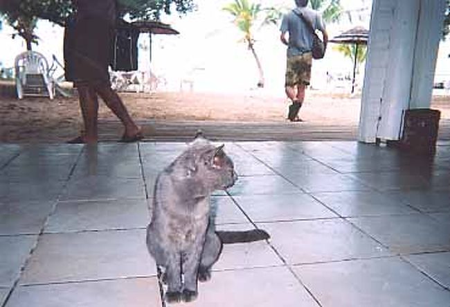 島の売店（ツアーの時間だけ開き、スタッフが店員さんをやる）にいたネコ。