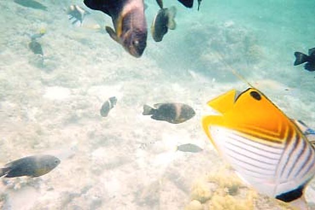 透明度が高くてシュノーケリングを楽しめた！