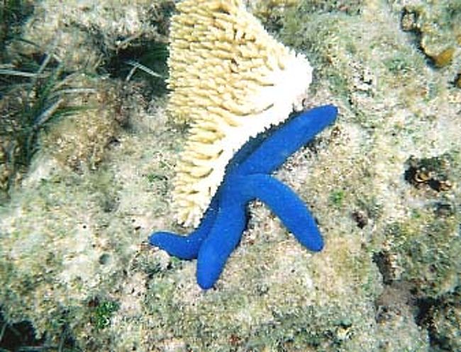 思わずドキッとしちゃうような、鮮やかなブルーのヒトデ発見！しかも巨大。<br /><br />海の中を思う存分楽しんで、夕方にはヌメアに帰った。一日はしゃいだツアーだった。ヌメア泊<br /><br />■アメデ島■<br />ヌメアから船で40分離れただけなのにビーチが予想以上に美しかった。ヌメアだけに滞在する人には絶対オススメのツアー。のーんびりというよりは、「あれもこれも」とつい欲張って遊びまわってしまうけど．．．パレオの着付けショーやココナツ割り大会などもあった。一日に一度しかない「バリーリーフ．ディスカバリー」はすごく良かった！！