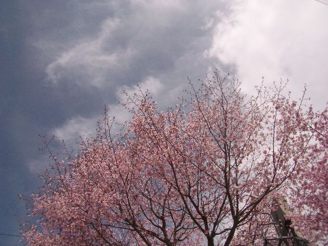 夜遅くにホテルに着いたので、その日は温泉に入っておやすみ。<br />二日目は旧軽井沢の街へ☆軽井沢では吉野桜が今満開。その他八重桜・しだれ桜と・・・東京でちゃんと花見ができなかったので思わぬhappy☆