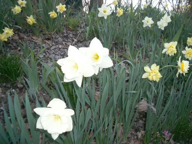 小さな花もいろんなところに。