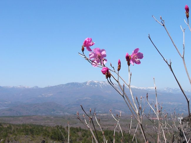 やっと咲いている花を発見。背景の山々も綺麗・・・。