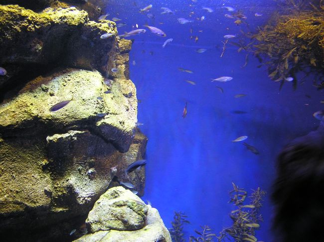 実は昨年買い換えたデジカメの試し撮りをかねて行ってきたものです。<br />