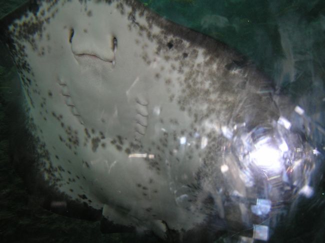 エイが近づいてきました。