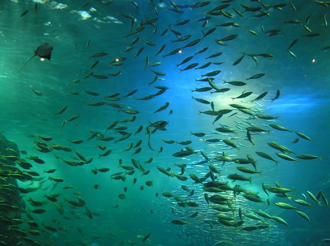 幻想的な感じに見える･･･かしら？