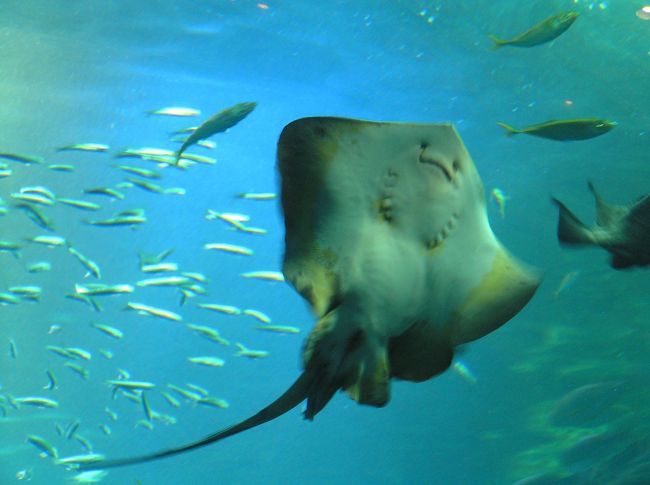 エイの顔ってなんだか愛嬌がありますよね。