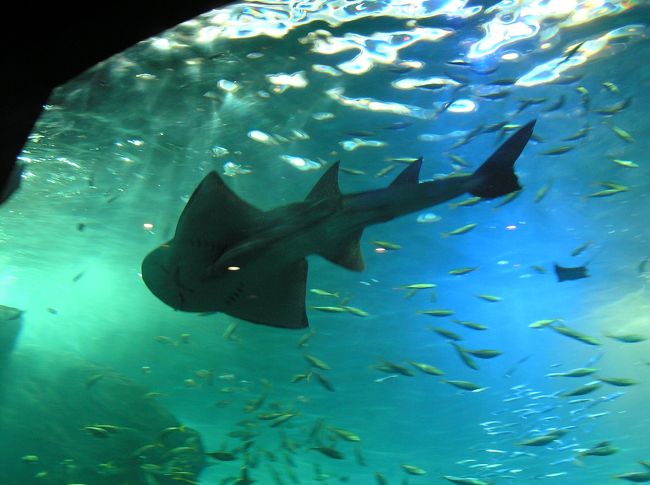 サメも同じ水槽を回遊しています。