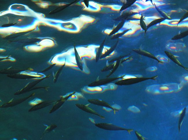 水槽の下の方から上を見上げるとこんな感じ。