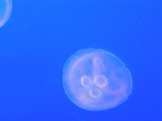 じつは江ノ島水族館はクラゲで有名な水族館なんです。