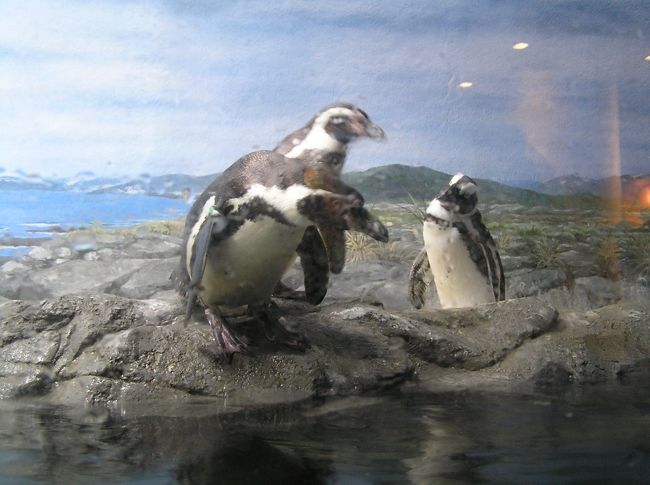 ペンギンの水槽の前には子供がいっぱい。