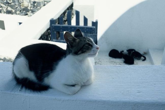 サスケと子供たち。サスケはいつもこんな感じで遠くから子供を見守ってました。