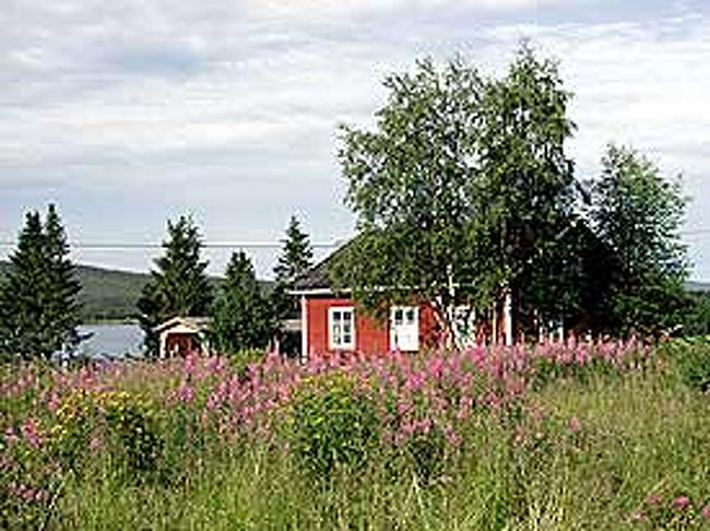 ヤナギランのピンクの花が綺麗です。