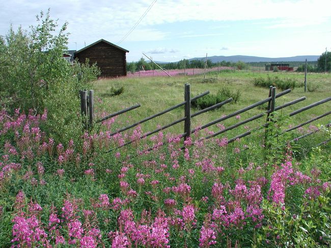 ヤナギラン咲く牧草地の脇を通ってホテルに戻りました。日本はうだるような暑さのこのころ、清涼な大気の下をのんびり歩きました。