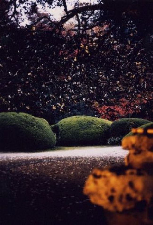 いまはなき。詩仙堂の山茶花。