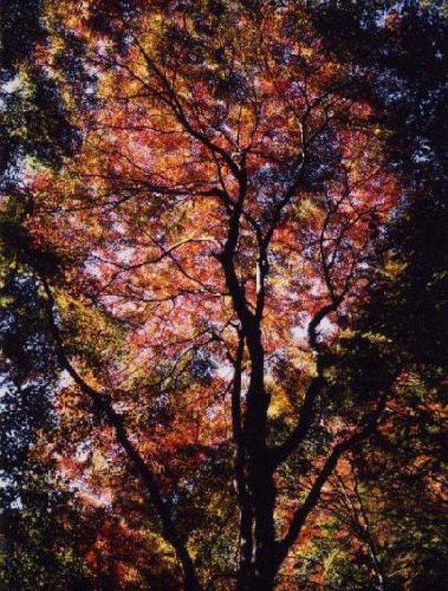 高山寺の巨大もみじ。光の帯。