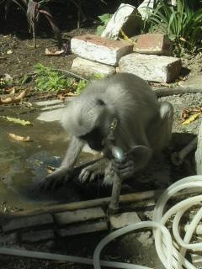 アシュラムの中にはサルがたくさん。<br />自分で蛇口をひねって水を飲んでた。