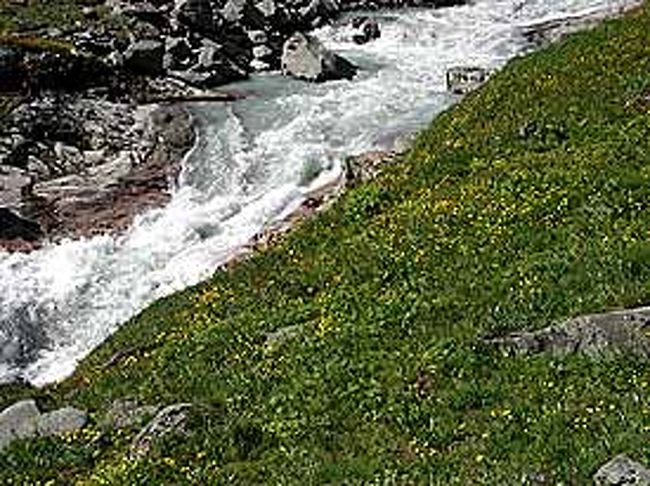 お花畑が広がっています。勢い良く流れる沢筋の白い流れに映えています。