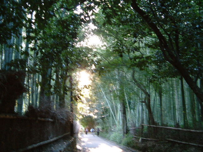 嵐山の竹林