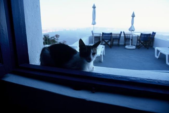サスケはよくこの窓に座りに来てくれました。