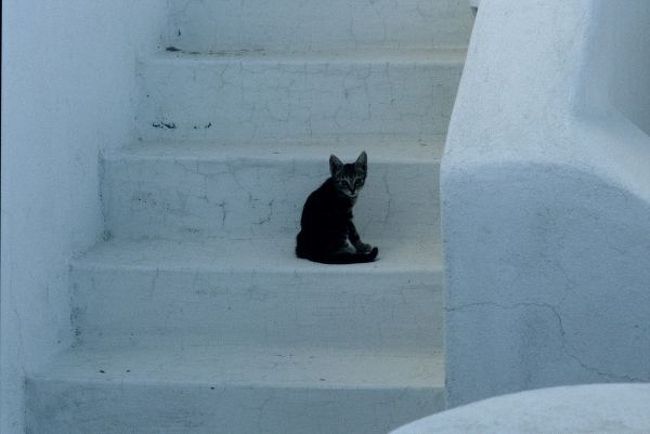 サスケの子供、チョロ。