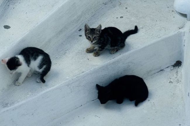 サスケの子供たち。