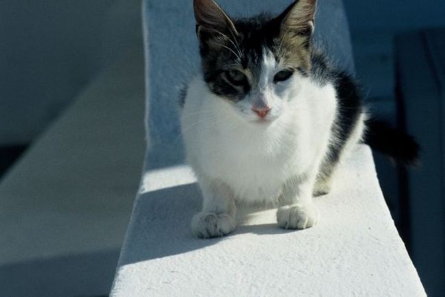 お母さんねこ、サスケ。